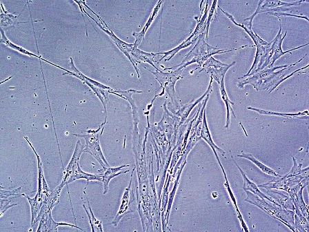 Neuron-CCRS
